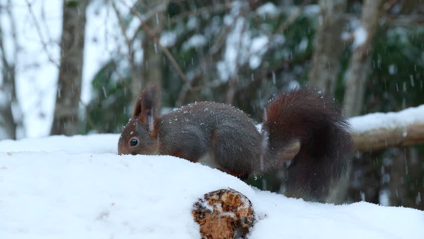 red squirrel animal on ground feed snowfall watch alert winter sciurus vulgaris natural world norway