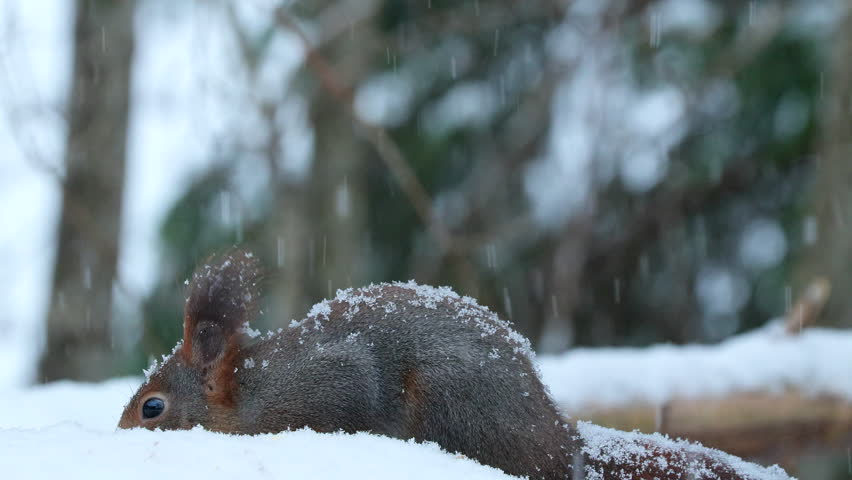 red squirrel animal on ground feed snowfall watch alert winter sciurus vulgaris natural world norway