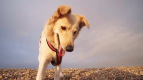 Golden Dog Runs Toward Camera with Ball in Mouth - Slow Motion, Sunset - Powered by Shutterstock - Get 15% off with code: PIKWIZARD15