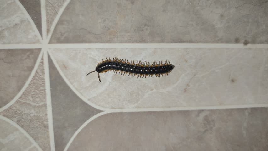 kaki seribu or centipede or scolopendra  is seen crawling across the tiled floor of a bathroom. moving with numerous legs. eat and  controlling pest insect  and other small invertebrates. dark color