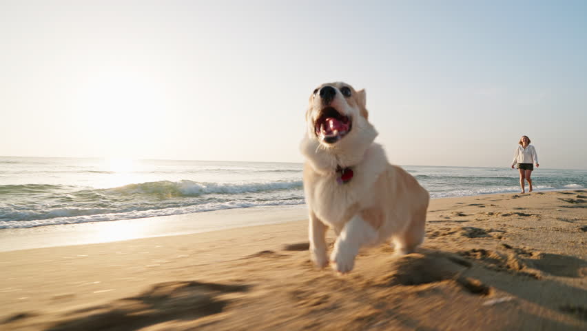 Young woman walking dog corgi on sandy beach peaceful moment sunrise by ocean summer. Slide dog running along seashore. Setting warm light highlight companionship relaxation nature. Pet care. Freedom
