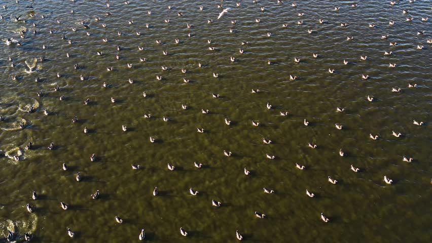 Aerial view of flock of birds flying over calm water surface in natural green lake environment