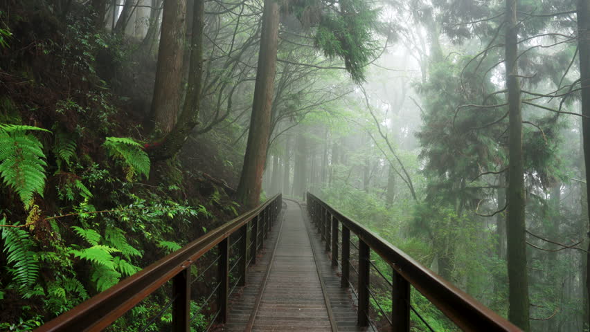 Path through a misty forest during a foggy. The Tefuye Historic Trail in Alishan Mountain,Taiwan.
