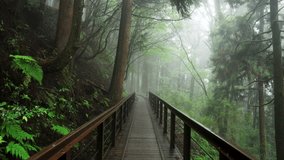 Path through a misty forest during a foggy. The Tefuye Historic Trail in Alishan Mountain,Taiwan. - Powered by Shutterstock - Get 15% off with code: PIKWIZARD15