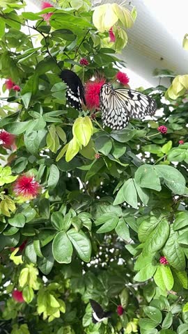 tropical butterflies exotic flowers plants. High quality 4k footage