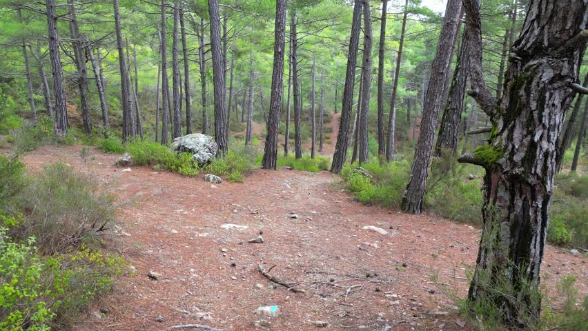 autumn coniferous pine forest flyby drone fpv. High quality FullHD footage