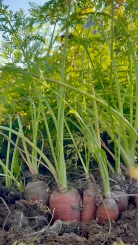 Fresh Organic Carrots Harvested in a Vibrant Farm Setting