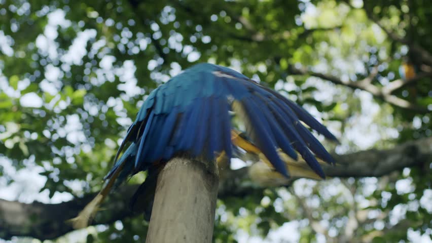 Colorful parrot preens on tree branch, bright sunny day with green leaves