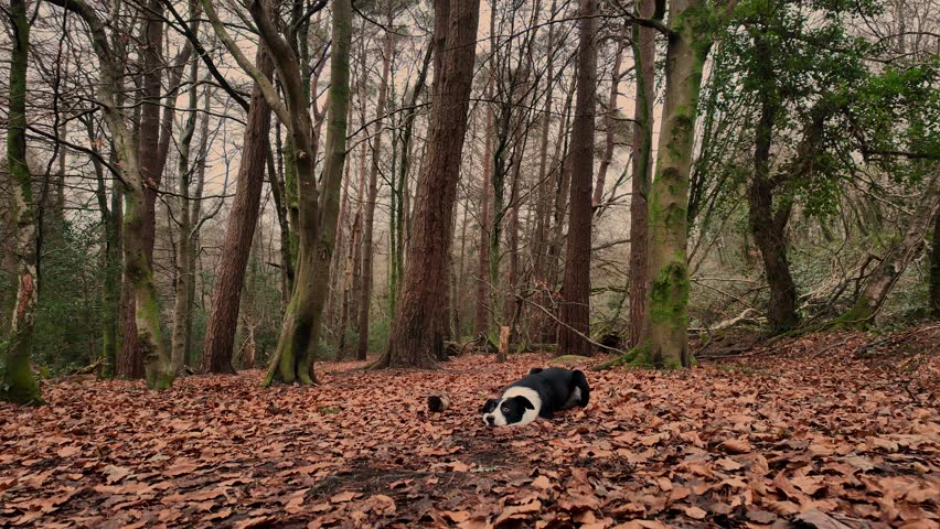 a beautiful Border Collie dog playing fetch with a stick while out on a forest adventure