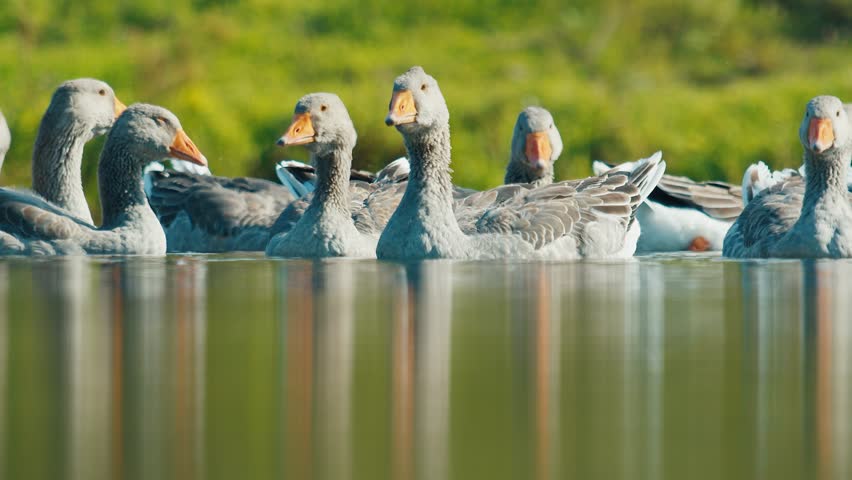 Flock of greylag geese gracefully swimming across a serene lake
