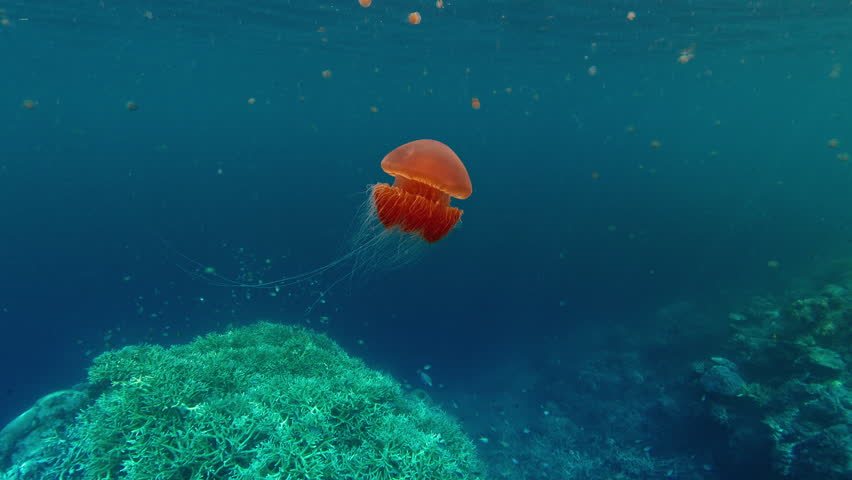 Orange jellyfish swims in blue ocean water above a coral reef. Raja Ampat, Indonesia