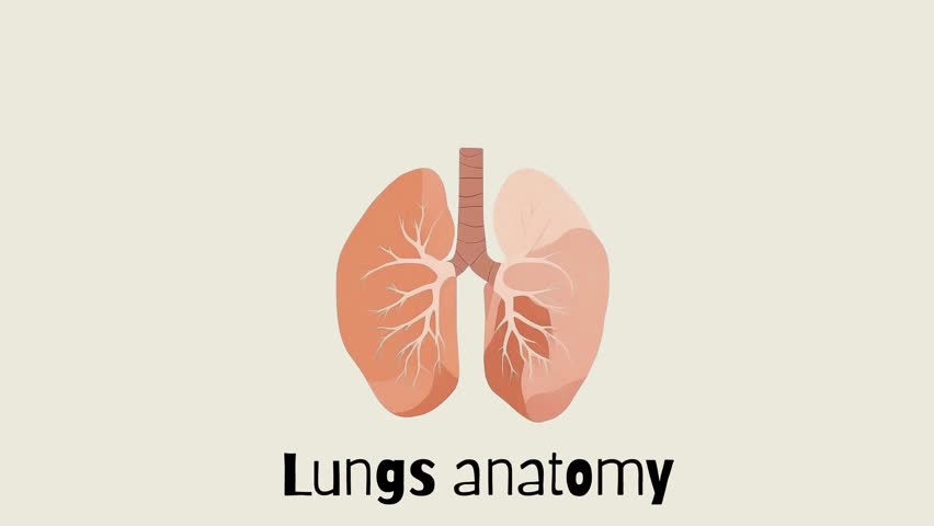 Lungs anatomy animation video in 4k