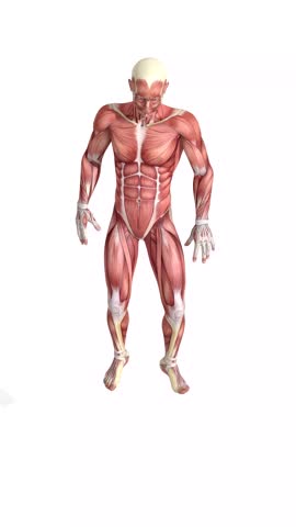 3d animation of anatomical figure of a man jumping down. With effort, he falls to the ground and gets up. In two sequences, one showing the anatomy of the muscle mass.
