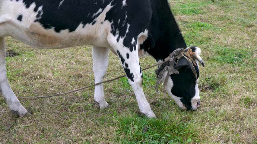 A large black and white cow, tied by its horns with a rope, eats dry grass in a meadow.