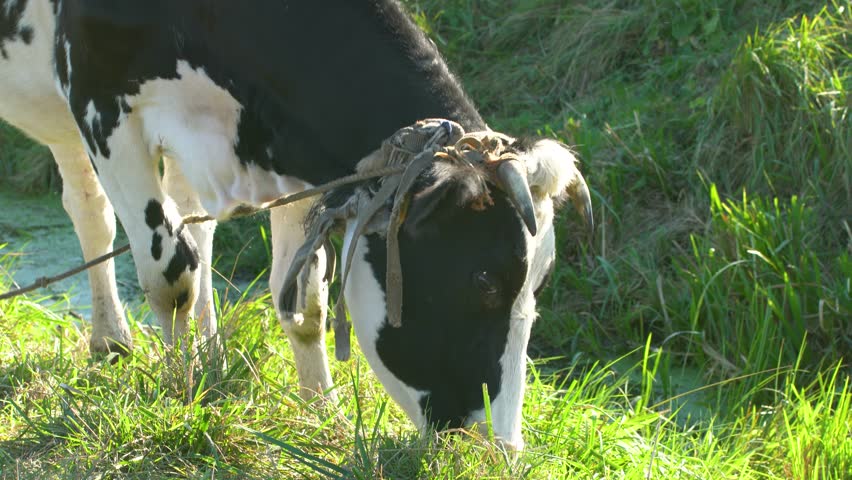 A large black and white cow tied by its horns with a rope eats green grass on a sunny windy day in a meadow. Close-up of a cow