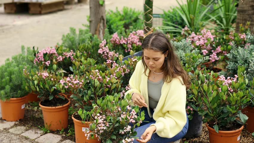 In flower shop, girl chooses flowering rhaphiolepis plant for outdoor garden decor. Buyer curiously examines flowers, to get acquainted with assortment of trading platform.