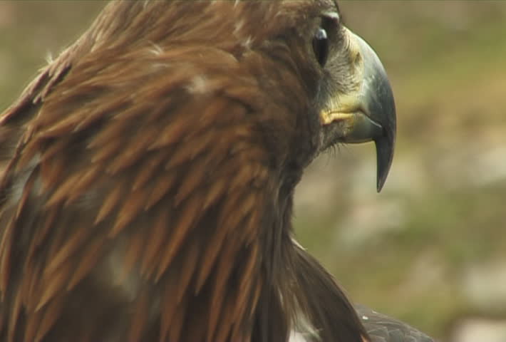 Golden eagle.