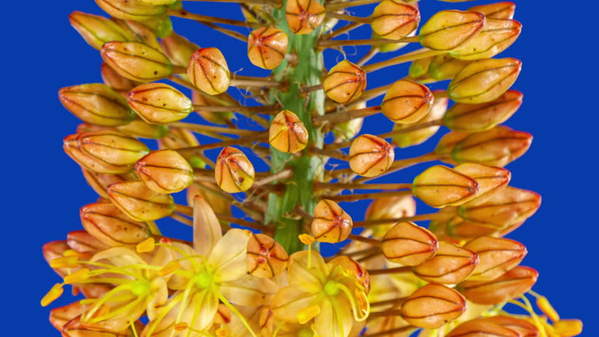 Orange Flower Eremurus Blooming in Time Lapse on a Bright Blue Background. Foxtail Lily or Eremurus Stenophyllus