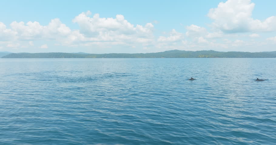 Aerial 4k drone tracking left to right as a dolphin jumps out of the water twice in the tropical and bright blue waters of Golfo Dolce, Costa Rica with forested mountains on the horizon.