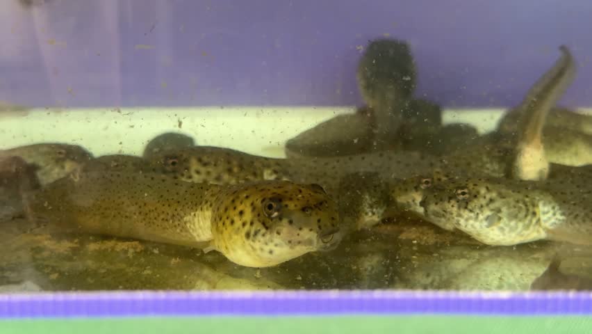 Frog tadpole (also called a pollywog or polliwog) is the larval stage in the life cycle of an amphibian, particularly that of a frog or toad.