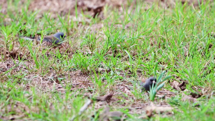 Video of two Dark Eyed Junco birds searching for food in green grass