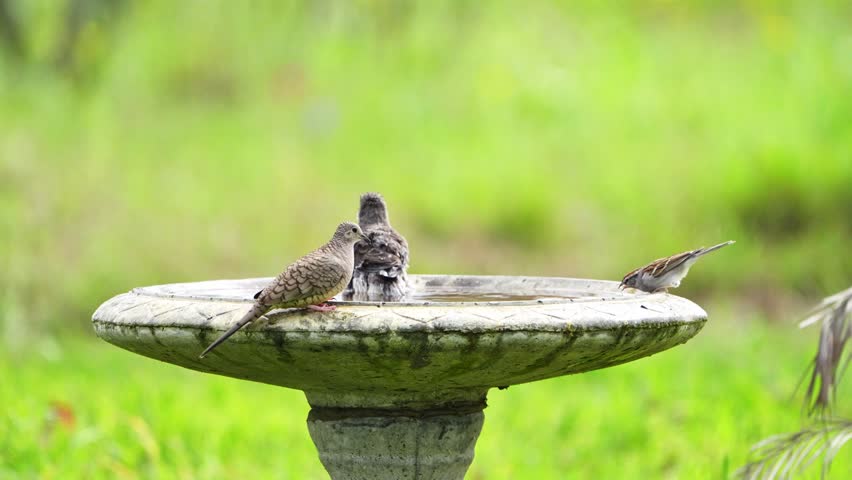 Slow motion video of a Northern Mockingbird bathing in a bird bath and while a chipping sparrow and an inca dove are spooked and fly off