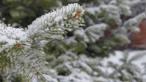 Snowcovered pine branches swaying gently in the winter breeze amidst a serene forest backdrop. - Powered by Shutterstock - Get 15% off with code: PIKWIZARD15