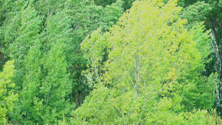 Silver birch trees blowing in a storm with strong winds