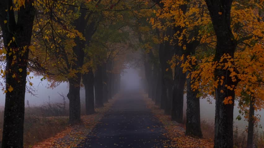 Drone pullback between tree tunnel with autumn yellow leaves falling slowly on concrete path with thick mist or fog