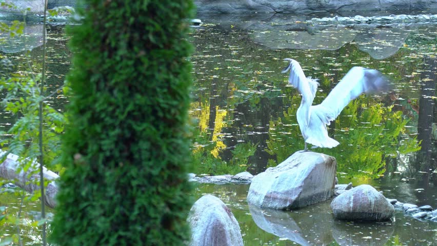 white curly pelican stands on stone in the water and flaps its wings, exotic wild bird in nature near the lake jumps into the water