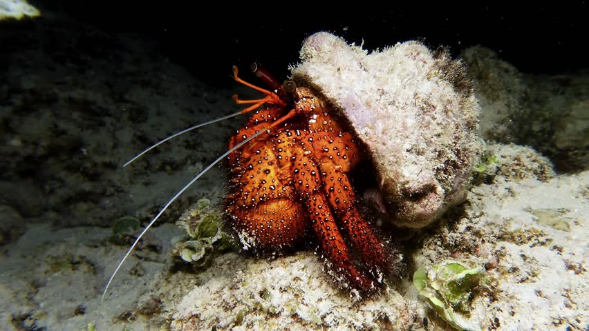 Hermit crab close up at night on ocean floor