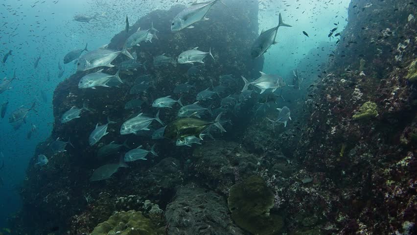 School of Giant Jack Trevally (Caranx ignobilis) swim over reef, shot is taken upwards. Some Fusiliers and Golden Sweepers in the sho. Shot at Richelieu Rock, Thailand