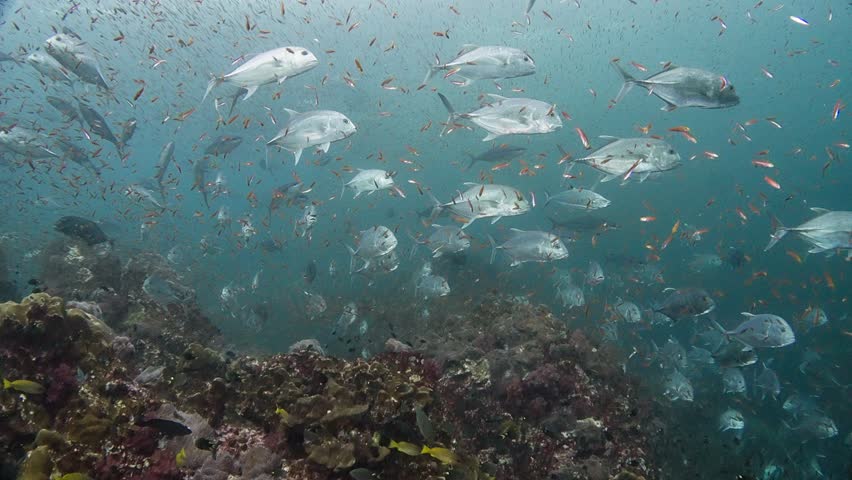 School of Giant Jack Trevally (Caranx ignobilis) swim over reef with Rainbow Runners (Elagatis bipinnulata). , Golden Glassy Sweepers swim in front. Shot at Richelieu Rock, Thailand