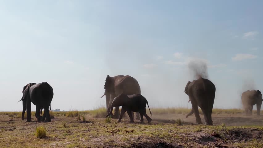 Safari Trip At Serengeti In National Park Tanzania. Africa Safari Landscape. Wildlife Scenery. Game Drive Background. Serengeti National Park Tanzania. Big Five Animals. Wilderness African Elephants.