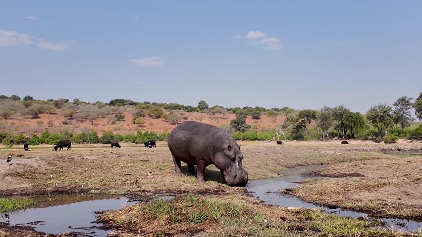 Safari Trip At Okavango Delta In National Park Botswana. Africa Safari Landscape. Wildlife Scenery. Game Drive Background. Okavango Delta At National Park Botswana. Big Five Animals. Wilderness Safari