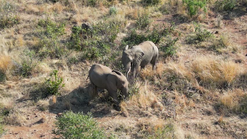 Safari Trip At Etosha In National Park Namibia. Africa Safari Landscape. Wildlife Scenery. Game Drive Background. Etosha At National Park Namibia. Big Five Animals. Wilderness Elephants Safari.