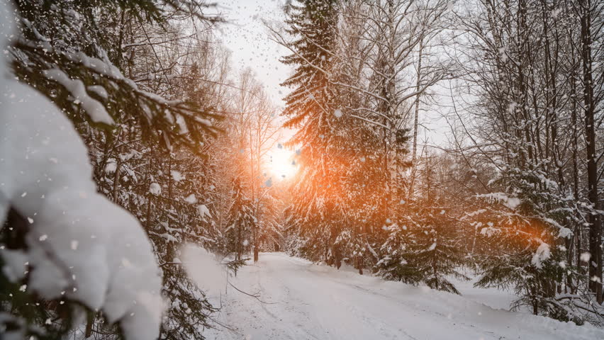 Soft snow falling in a peaceful forest, seamless loop
