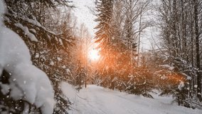Soft snow falling in a peaceful forest, seamless loop - Powered by Shutterstock - Get 15% off with code: PIKWIZARD15
