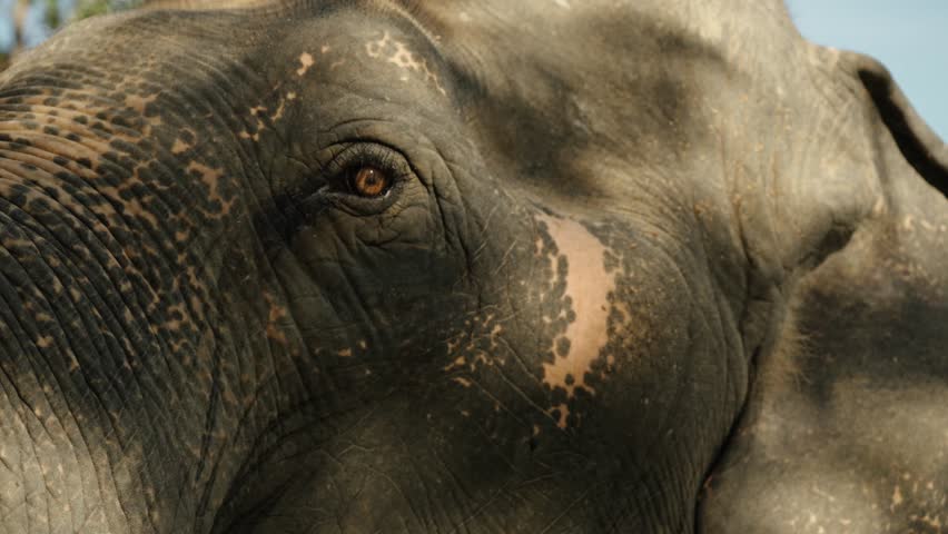 Asian Elephant (Elephas Maximus) In Chiang Mai, Thailand - Close Up Shot