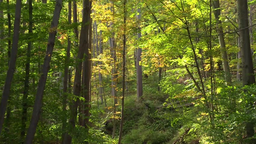 Sunlit forest clearing with a stream in Cuyahoga Valley National Park
