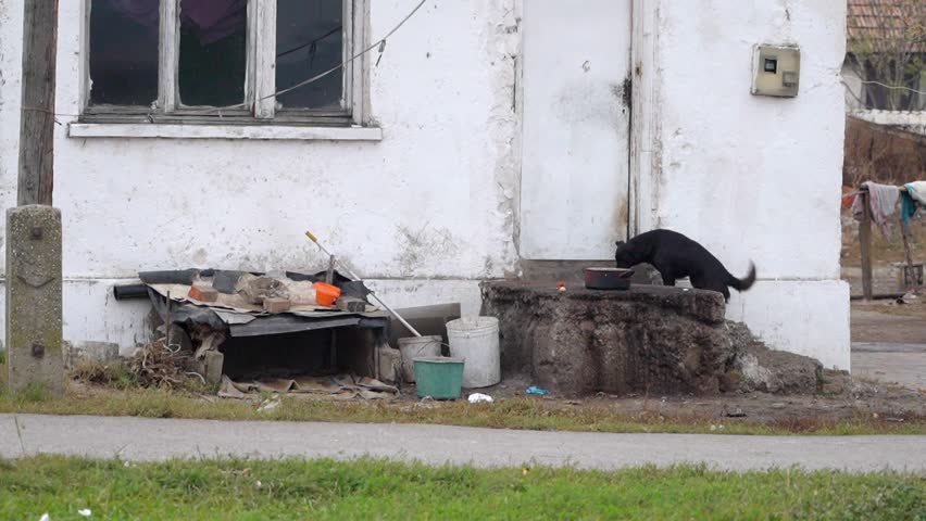 black dog at the entrance of a house in a slum