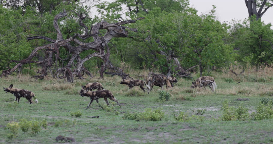 Slow motion side view. A pack of  African Wild Dogs on the hunt running through the African bush