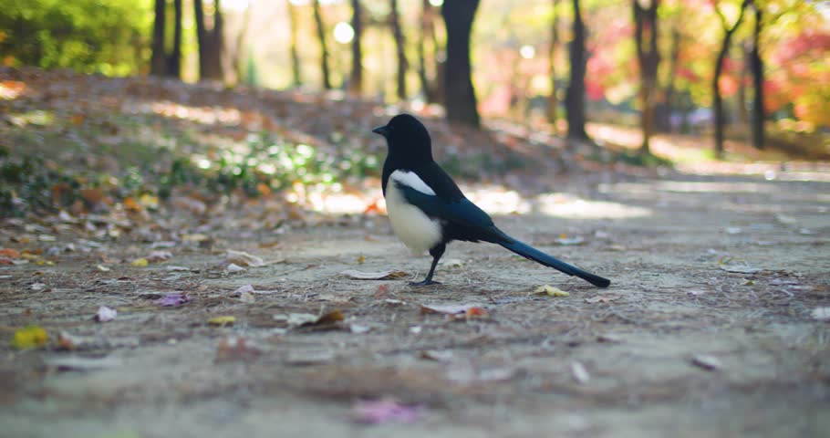 Magpie Looking at the Camera with Pigeon Landing in Background with Sun Flare