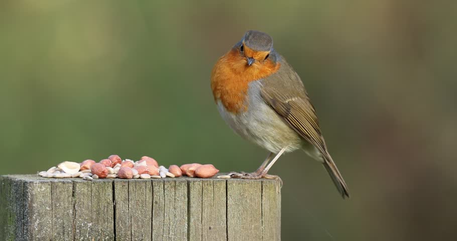 Slow Motion Close Up of Robin Feeding on Fence Post at 200fps