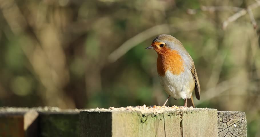 Slow Motion Robin Feeding on Fence Post at 200fps
