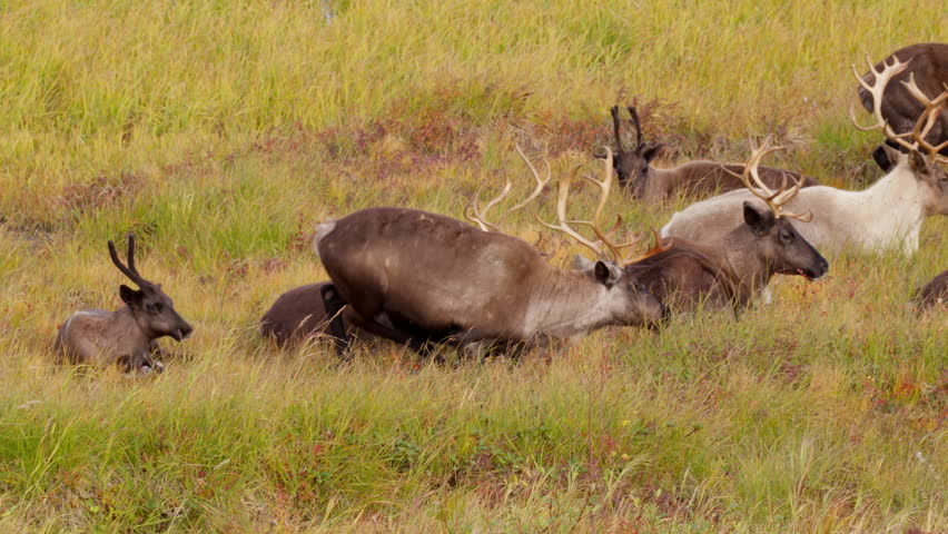 Reindeer in the wild on a pasture