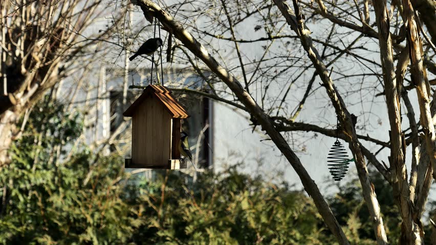 Wooden bird feeder.Feeding birds in the cold season. Titmouse pecks food from a bird feeder on a tree in an autumn garden.Birds peck food from the feeders sitting on the branches of a tree.4k footage