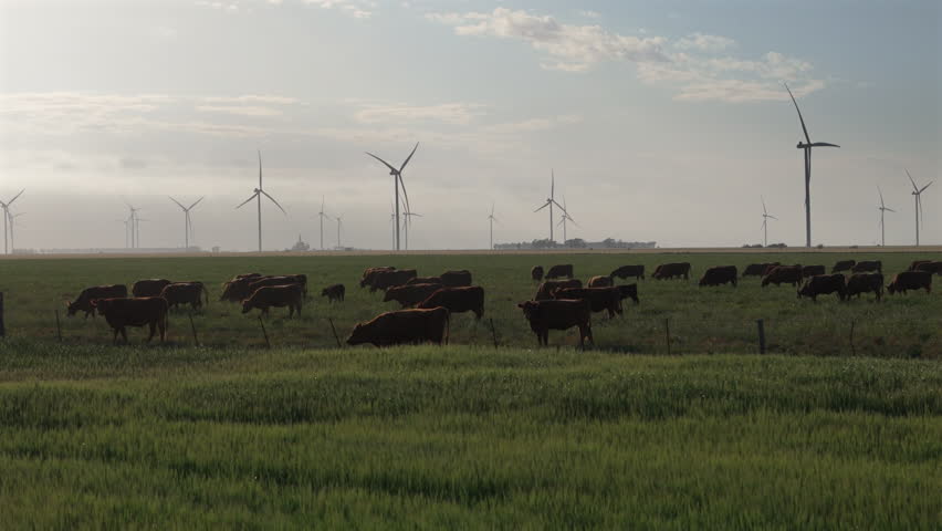Aerial view of cattle grazing in agricultural fields at wind farm at sunset. Renewable energy.