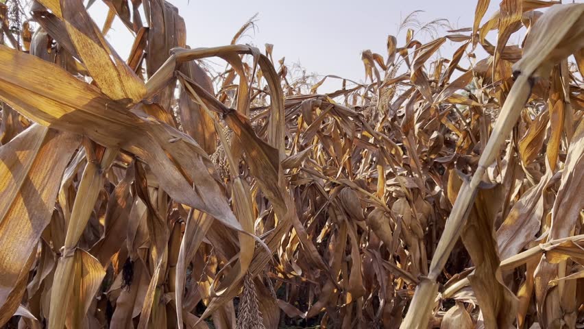 Golden dry corn stalks sway gently in a sunlit field during autumn creating a rustic harvest scene