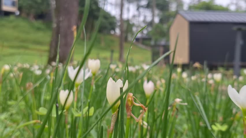 small white flowers in the middle of the garden